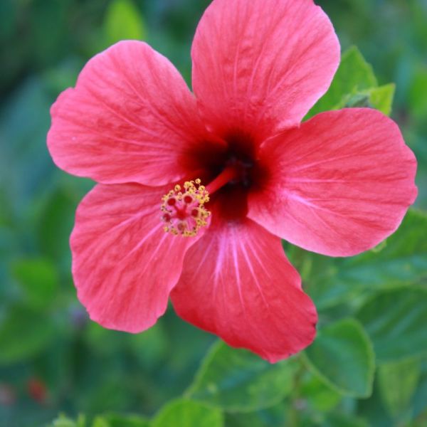 Hibiscus - Hibiscus sabdariffa - Fleurs 50g