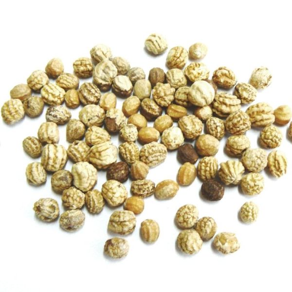 Capucine - Tropaeolum majus - Graines 50g