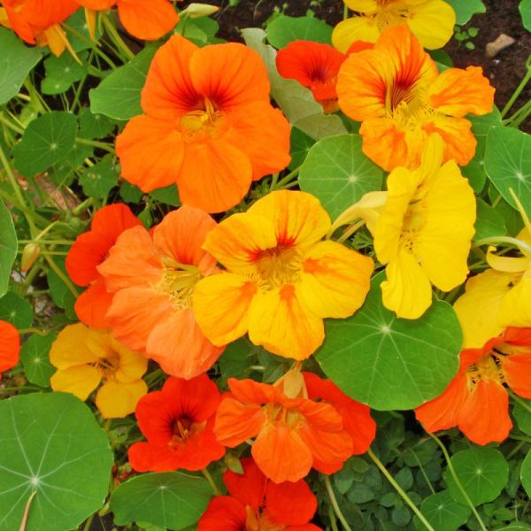 Capucine - Tropaeolum majus - Graines 50g