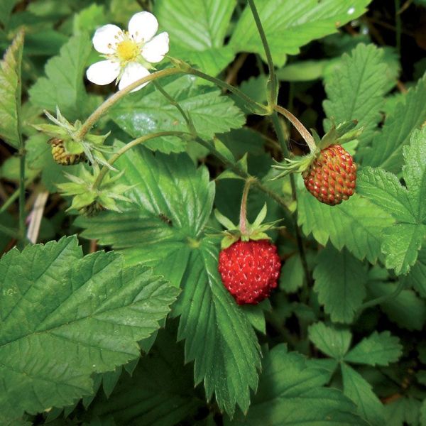 Fraisier - Fragaria vesca - Feuilles 50g