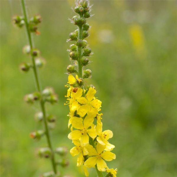 Aigremoine - Agrimonia eupatoria - Plante coupée 100g