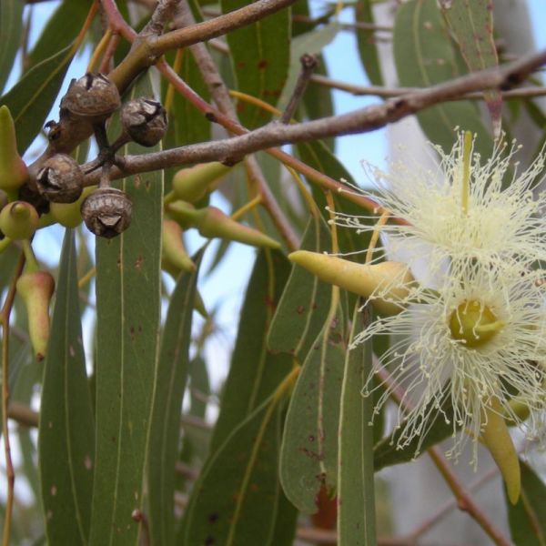 Eucalyptus - Eucalyptus globulus - feuilles Coupées 30g