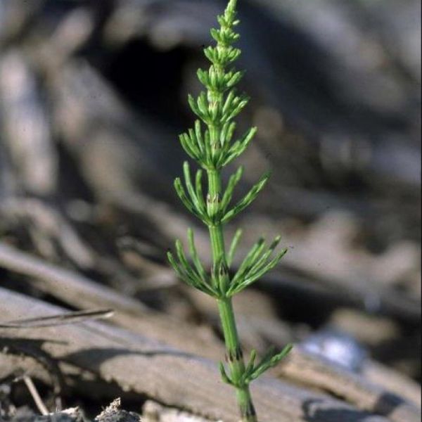 Prêle - Equisetum arvense - Parties aériennes 40g