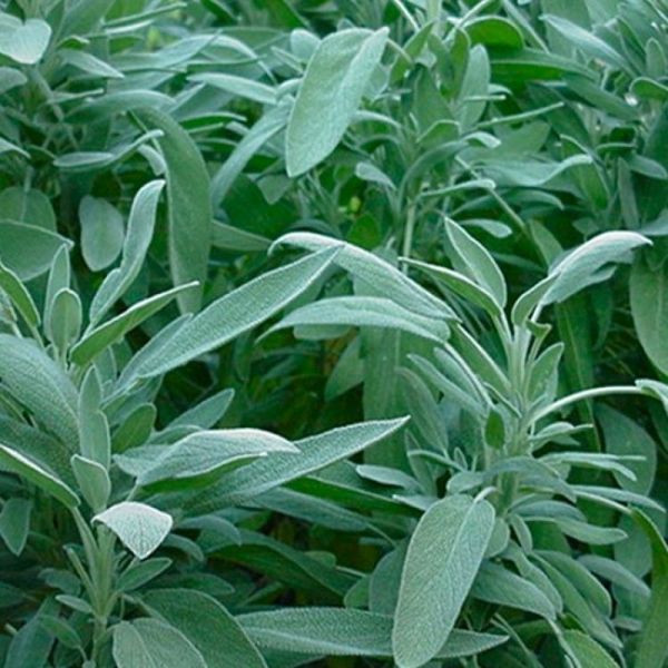 Sauge Officinale - Salvia officinalis - Feuilles 25g