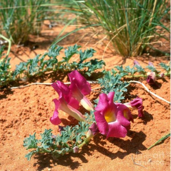 Griffe-du-diable - Harpagophytum procumbens - racine 100g
