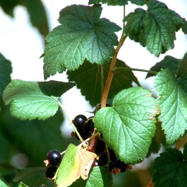 Cassis - Ribes nigrum - Feuille 40g