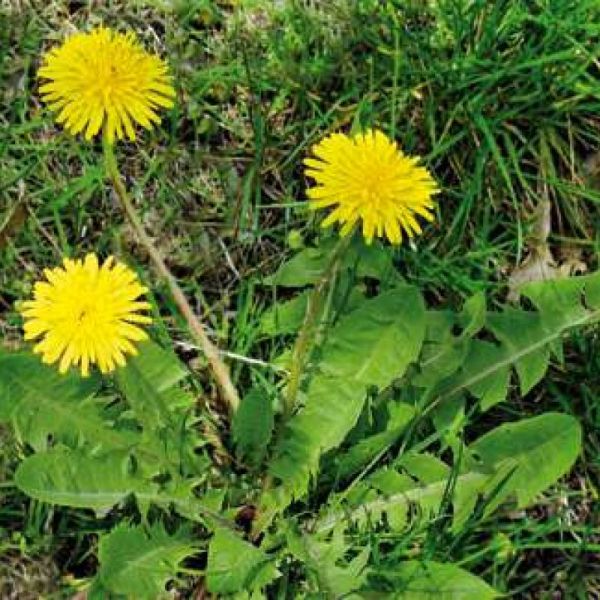Pissenlit - Taraxacum officinale - Feuilles 30g
