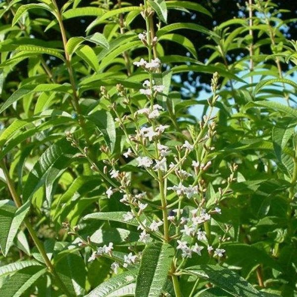 Verveine Odorante - Lippia citriodata - Feuilles 50g