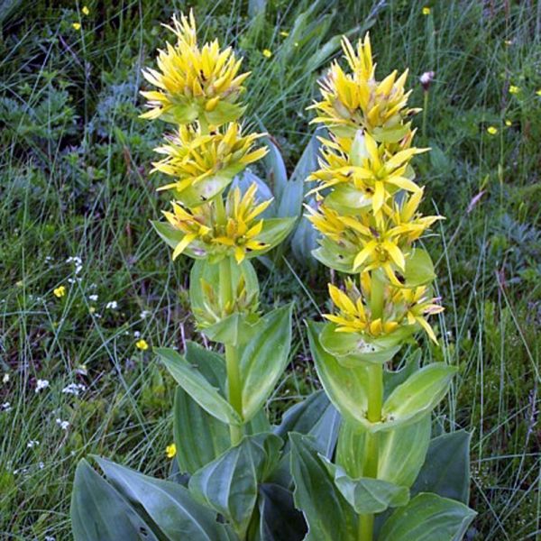 Gentiane Jaune - Gentiana lutea - Racine France 50g