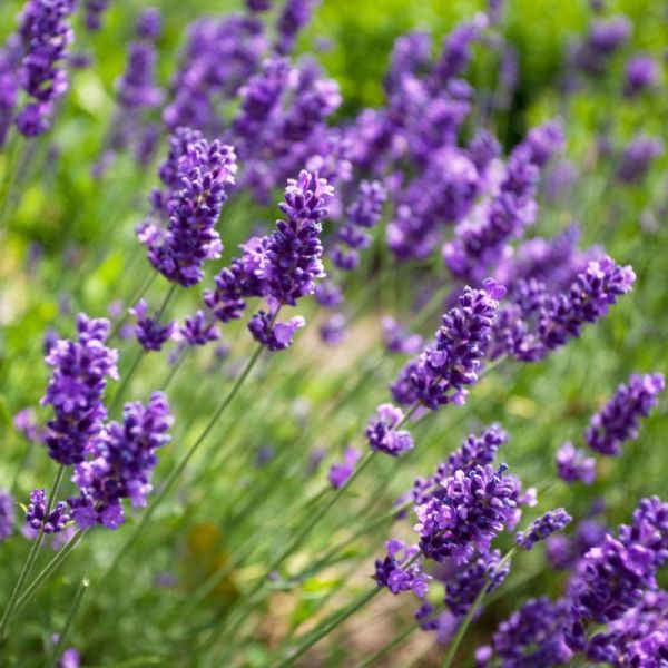 Lavande - Lavandula angustifolia - Fleurs France 50g
