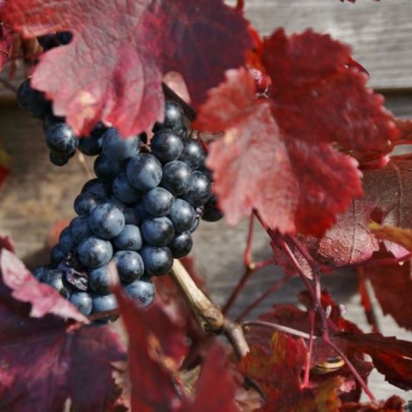 Vigne Rouge - Vitis vinifera - Feuilles 25g