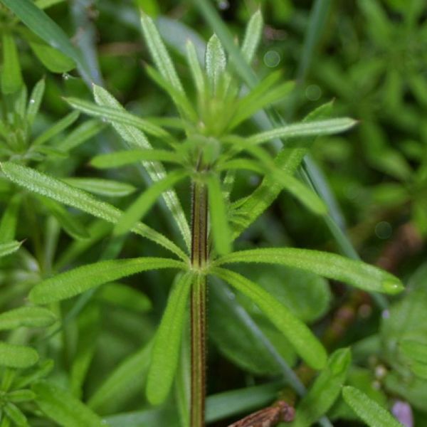 Gaillet vrai - Galium verum - Parties aériennes 100g