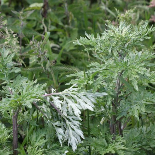 Armoise -  Artemisia vulgaris - Feuilles 50g