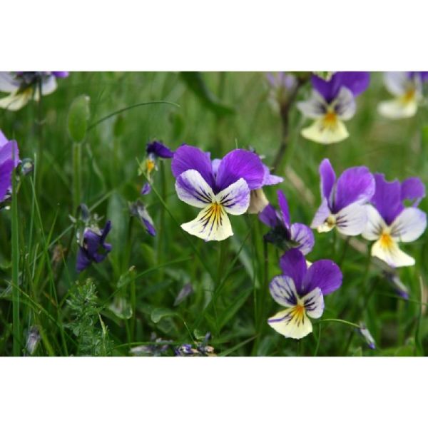 Pensée Sauvage - Viola tricolor - Sommités Fleuries 25g