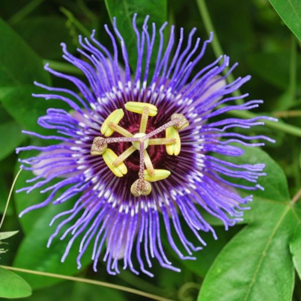 Passiflore - Passiflora incarnata - Parties aériennes 40g