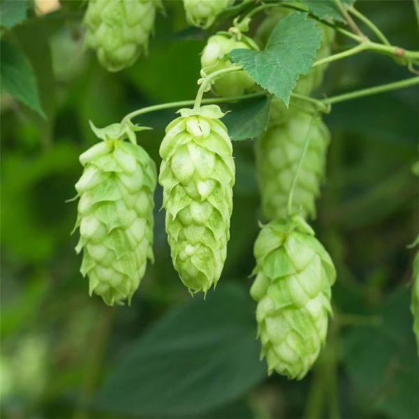 Houblon - Humulus lupulus - Cône 30g