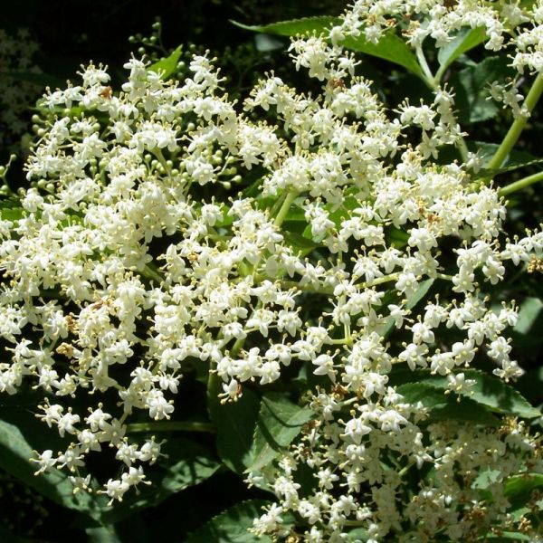 Sureau noir - Sambucus nigra - Fleurs 30g