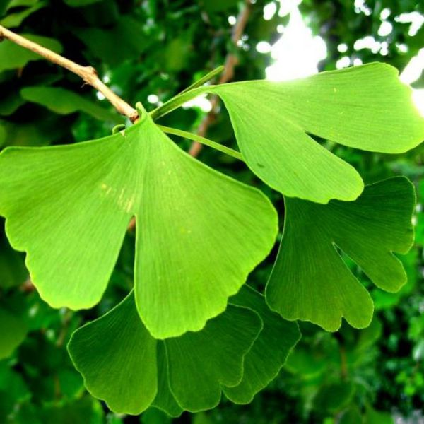 Ginkgo - Ginkgo biloba - feuilles 40g
