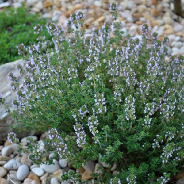 Thym - Thymus vulgaris - France - Feuilles 50g