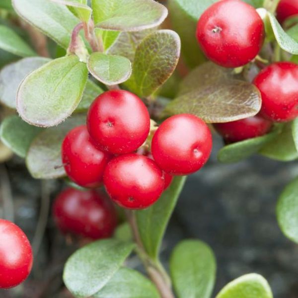 Busserole - Arctostaphylos uva-ursi - Feuilles 50g