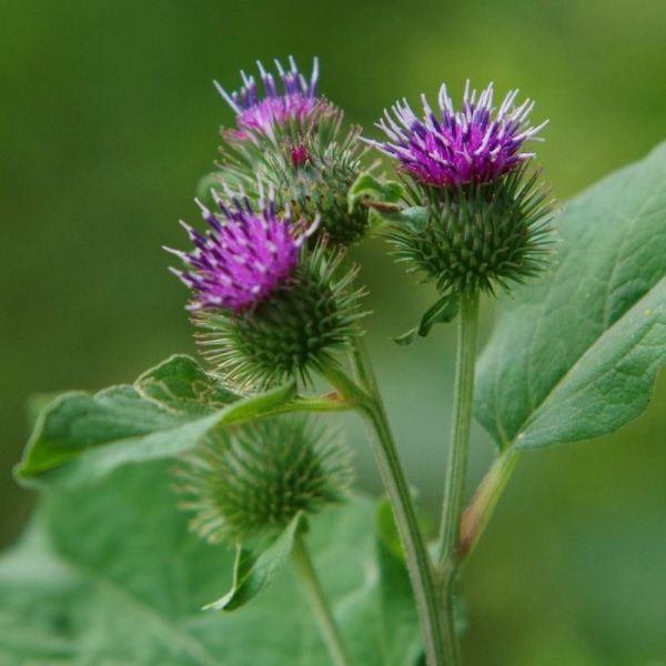 Bardane - Arctium majus - Racines 50gr