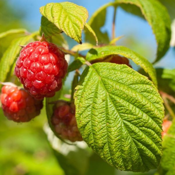 Framboisier - Rubus idaeus - Feuilles 530g