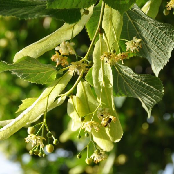 Tilleul - Tilia sylvestris - Aubier Rouge 50g